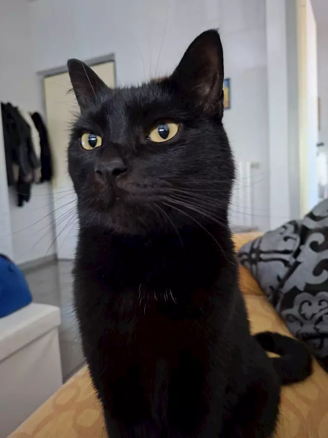 Gatto Nero Razza Europeo