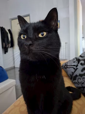 Gatto nero
