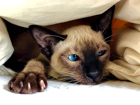 Cuccioli di Siamese Old Style, Thai con pedigree e microchip