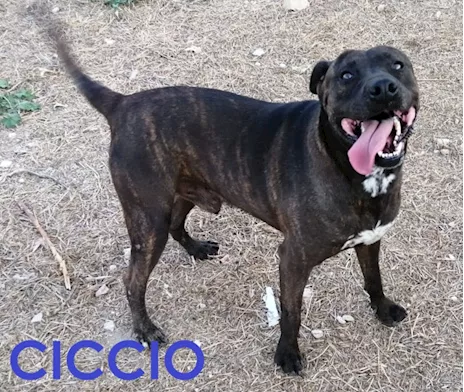 Ciccio pit nato intorno al 2018