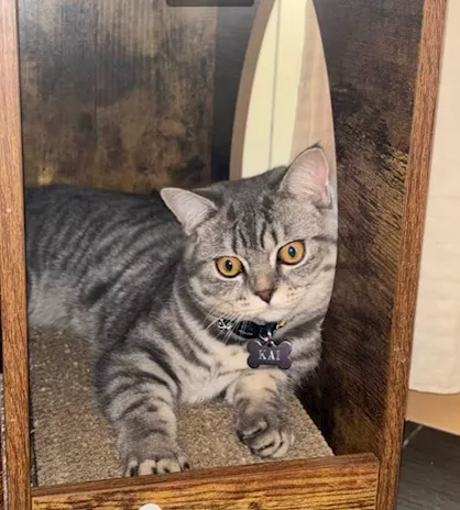 British shorthair blu silver tabby