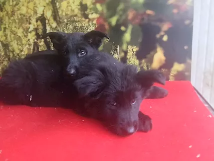 Cuccioli Razza pastore tedesco, a pelo lungo - Foto 2