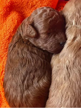Cucciolo Barboncino Toy