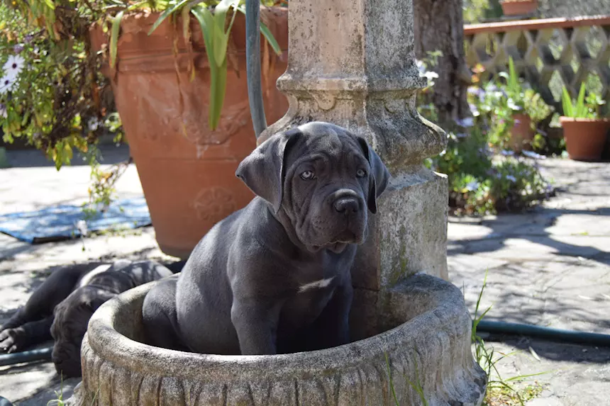 Cuccioli Razza Cane Corso