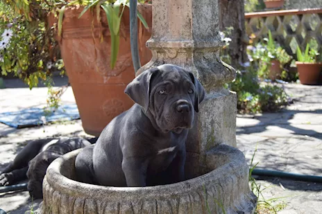 Cuccioli Cane Corso