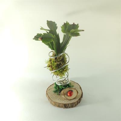 Schlumbergera sospesa