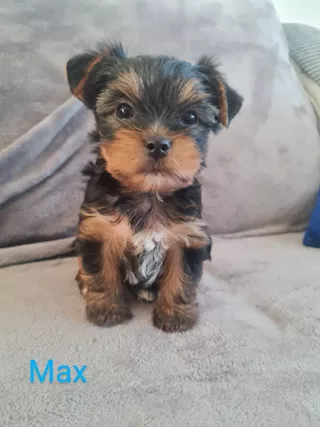 Quattro piccoli yorkie