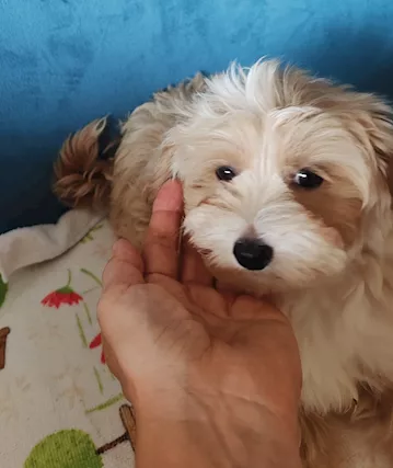 Maltipoo - Per problemi condominiali do in adozioni - Anteprima 5