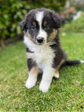Cuccioli di Razza Pastore Australiano - Foto 3