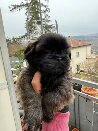 Shitzu - Disponibili da marzo cuccioli di shih, genitori visibili - Foto 3