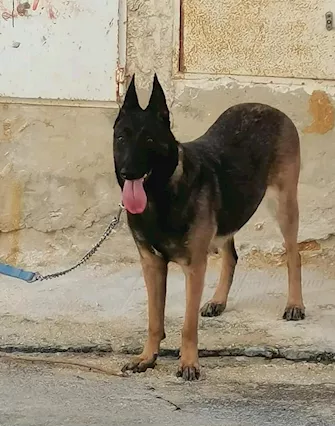 Pastore belga malinois