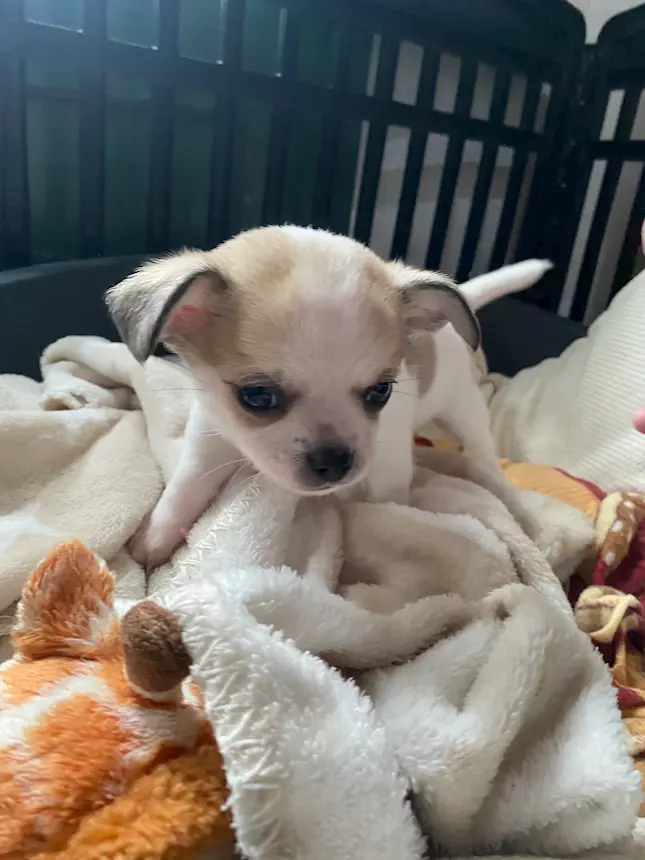 Foto 4 Cuccioli di chihuahua puri, prezzo trattabile