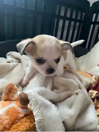 Cuccioli di chihuahua puri, prezzo trattabile - Foto 4