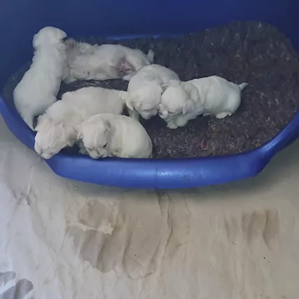 Cuccioli maltesi linea coreana americana - Foto 4
