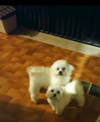 Maltese Toy, genitori visibili - Foto 3