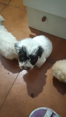 Lagotto Romagnolo - Cuccioli maschi e femmine disponibili