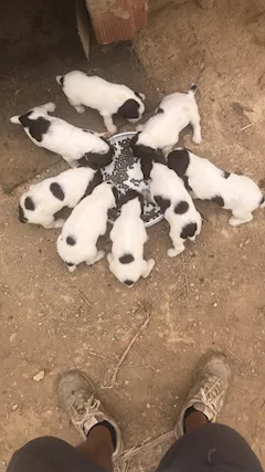 Cuccioli springer spaniel puri
