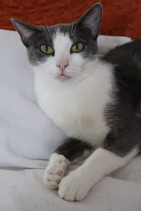 ROSALIA una gattina perfetta Razza Europeo, tipo abitazione - Foto 2
