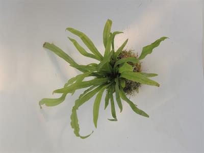 Felce in kokedama