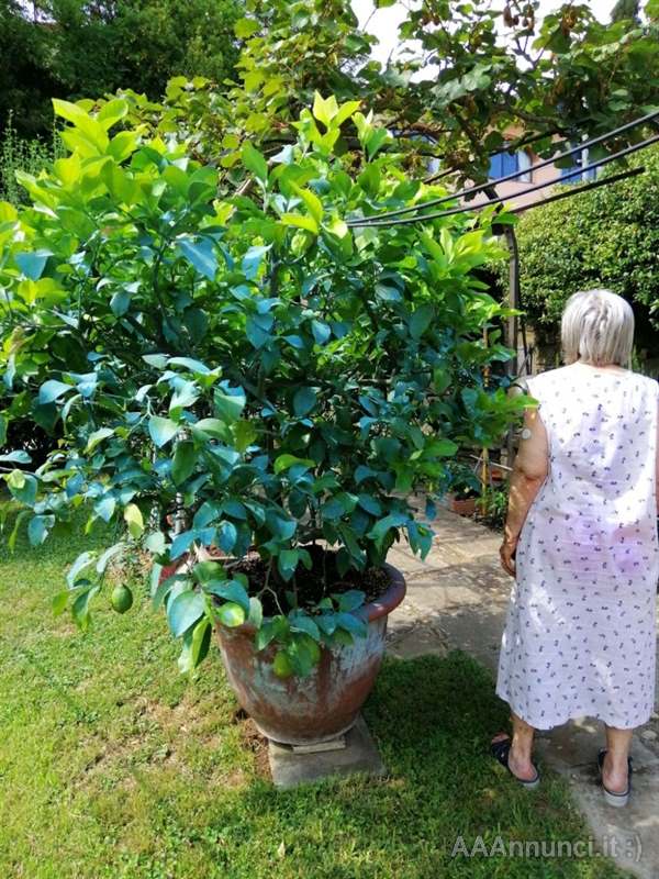 Meravigliose Piante di Limoni in vendita a Arezzo