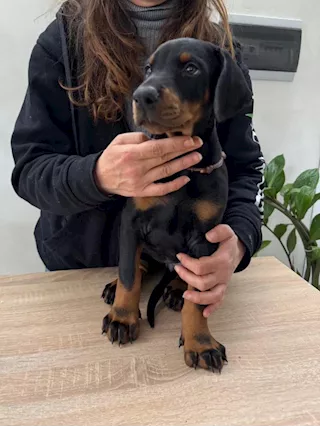 Cuccioli Dobermann - Foto 2