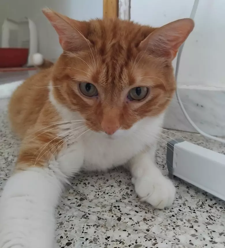 Foto 4Ciccio, meraviglioso gattone