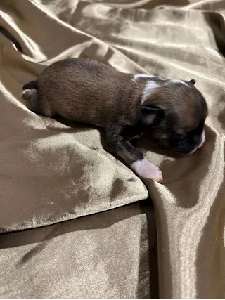Cuccioli di Cane Crestato Cinese - Prenotazioni - Foto 4