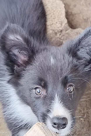 Border Collie