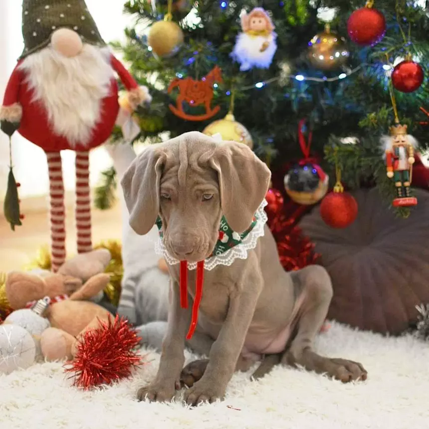 Cucciolo di Weimaraner in vendita