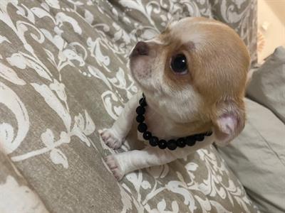 Cucciolo chihuahua con pedigree