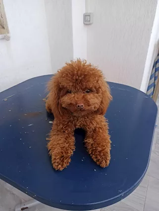 Simba cerca fidanzata