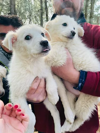 Mai visto cucciole più belle