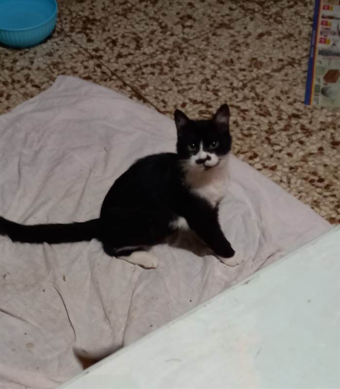 Foto 3Regalo gattini Razza Europeo