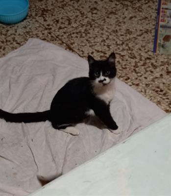 Regalo gattini Razza Europeo - Anteprima 3