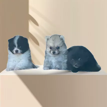 Spitz tedesco nano