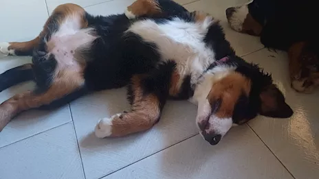 Cucciola bovaro del bernese - Foto 2