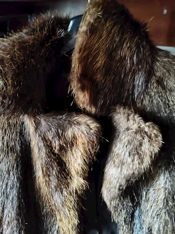 Pelliccia castorino, taglia media - Anteprima 3