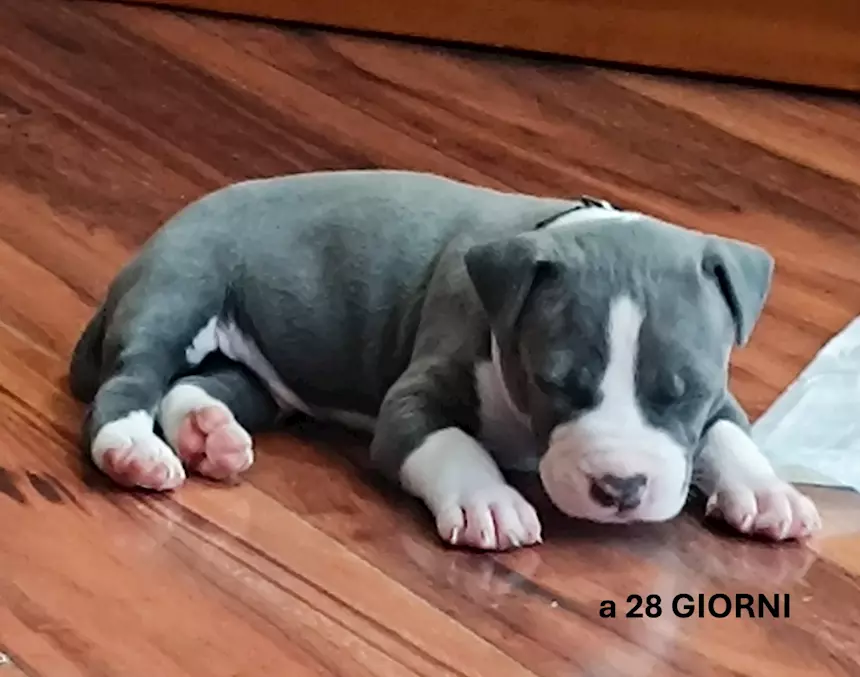 cuccioli-di-razza-amstaff-blue-cani-a-milano-aaannunci-it