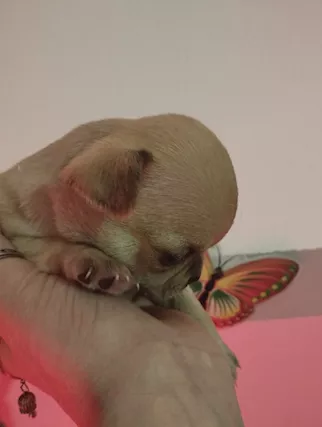 Chihuahua