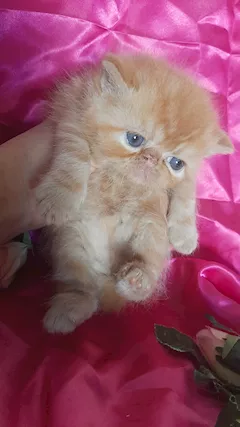 Adorabili gattini persiani - Foto 5