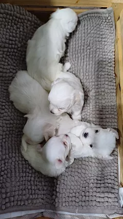 Cucciolo Maltese