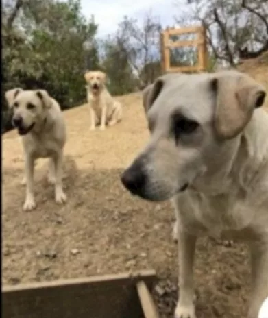 Femmina mix Labrador salvata da 1 lager 3 anni fa - Foto 2
