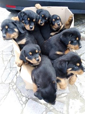 Cuccioli di rotwailler