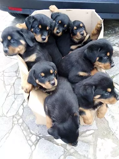 Cuccioli di rotwailler