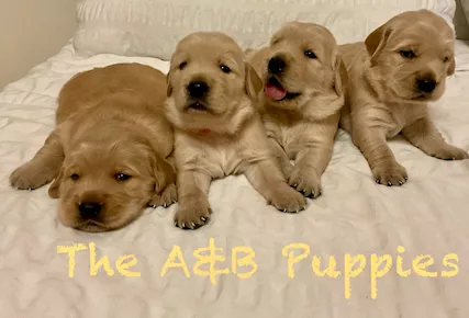 Cuccioli di golden retriever. anglo americani