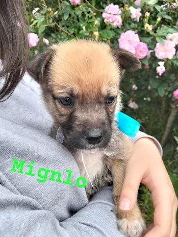 Mignolo, cucciolo taglia media