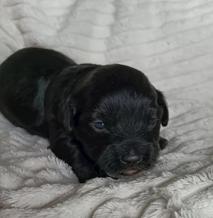 Cucciole di bichon havanais pedigree ENCI