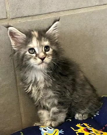 Cucciole di Maine Coon linea russa