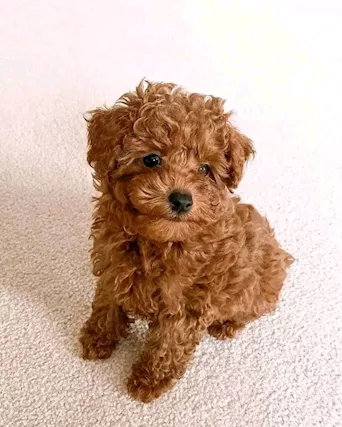 Cuccioli di barboncini toy - Foto 2