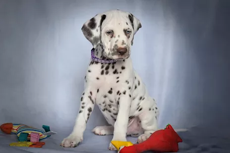 Cuccioli di razza Dalmata alta genealogia - Foto 3